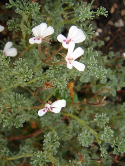 Pelargonium abrotanifolium